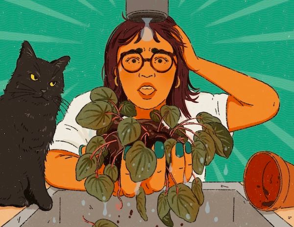 Confessions of a serial houseplant killer trying again | Virginia Living