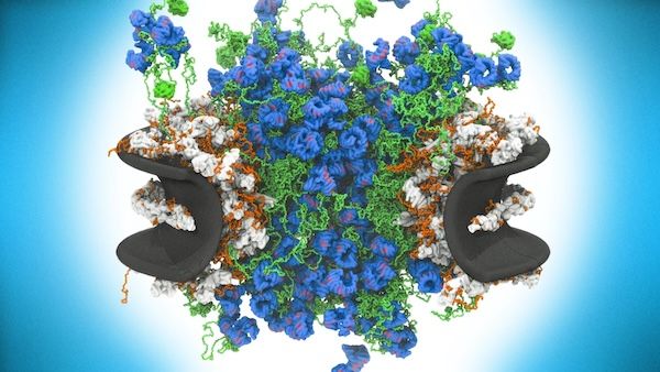 Disorder drives one of nature's most complex machines | Quanta Magazine