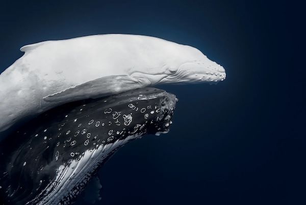 24 beautiful images from the World Nature Photography Awards 2026 | Popular Science