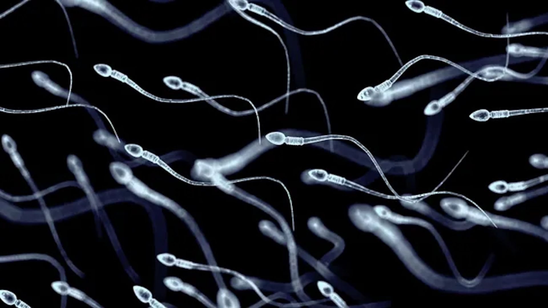 How long can human sperm survive? | Live Science