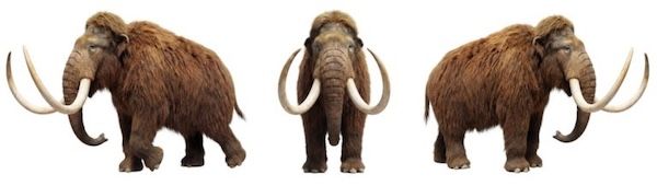 The return of the woolly mammoth | Earth.com