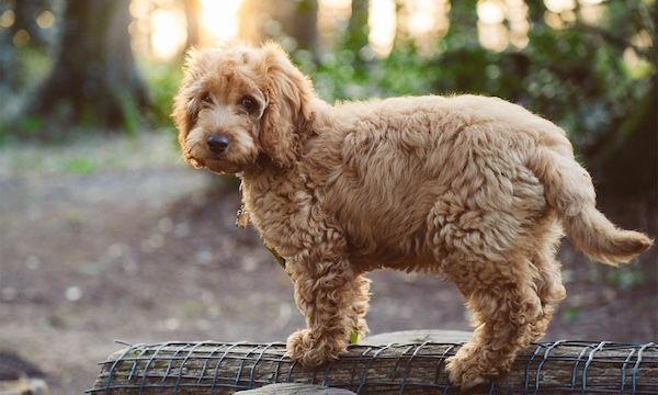 The science is in: No one likes your cockapoo | Nautilus