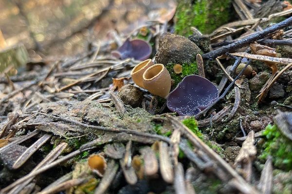 How 'fire fungi' help put burnt landscapes back together | bioGraphic