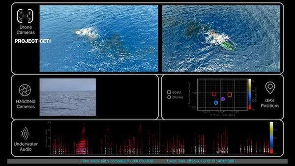 'And then we saw the little head.' Scientists witness rare sperm whale birth | CNN