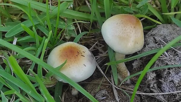 New psychedelic fungus rewrites origins of magic mushrooms | Popular Science