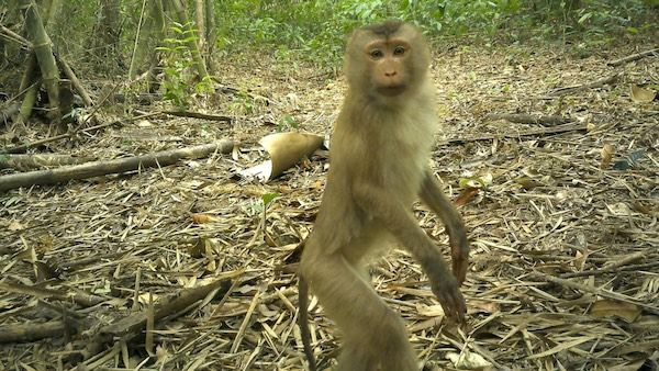 9 rare animals caught on camera in the 'Amazon of Asia' | Popular Science