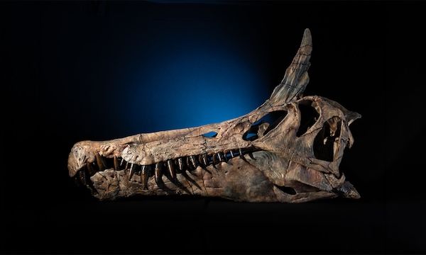 'Hell heron': new dinosaur species with a head-mounted sword discovered in Africa | Nautilus