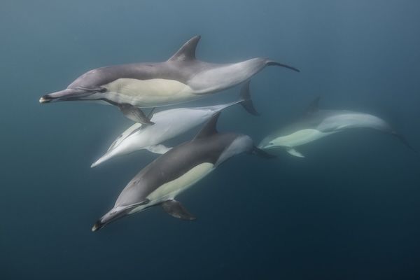 Lisbon's COVID-19 dolphin resurgence is coming to an end