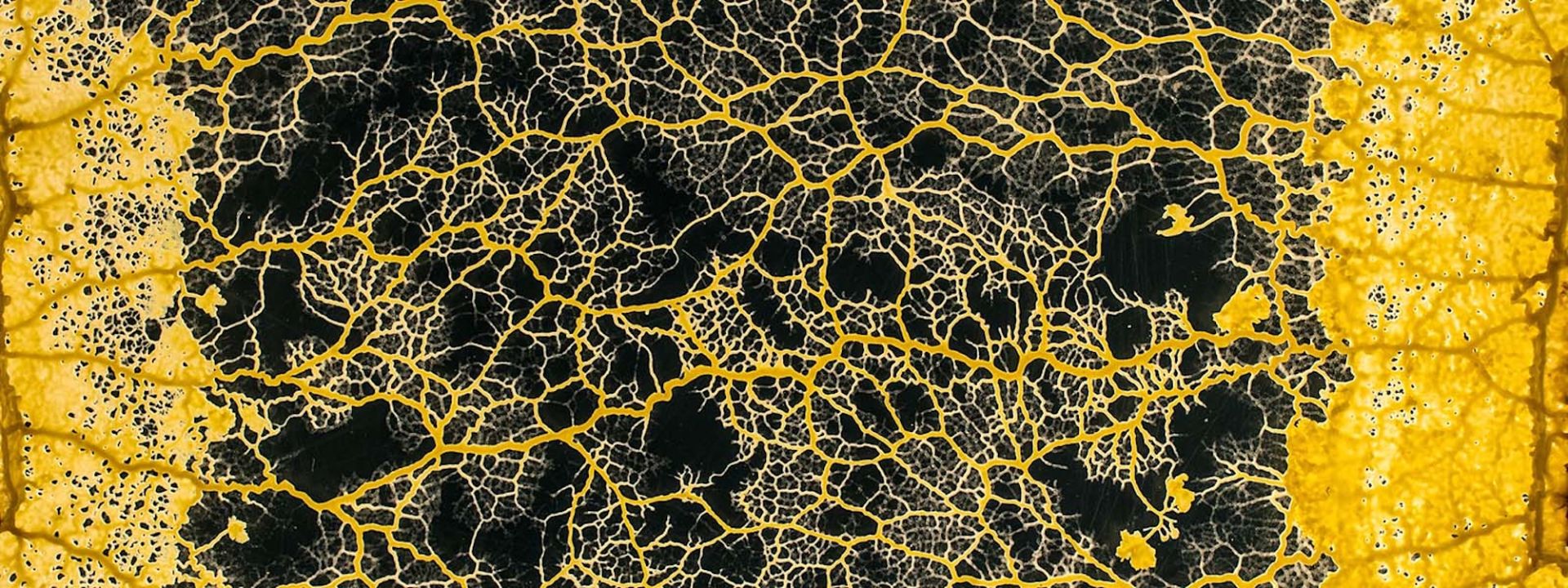 The curious life of a clever slime mold | Knowable Magazine