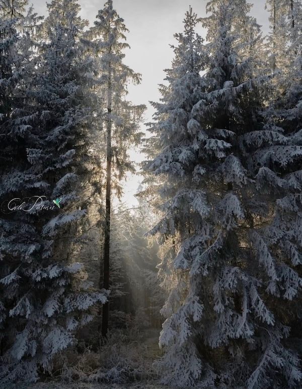 @raw_alltreeson Instagram