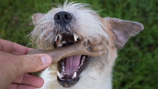 Tough chewers can now indulge their natural instinct