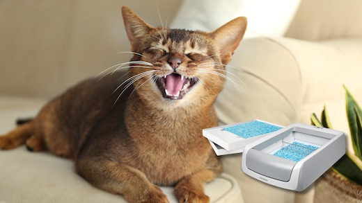 Cat tax: Your litter box upgrade is $50 off right now