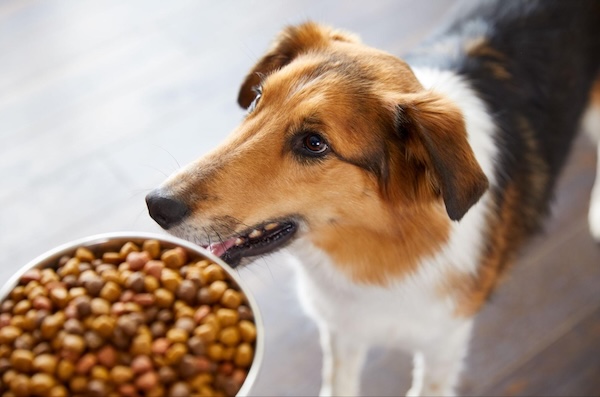 Rachael Ray dog food just got a makeover worth barking about