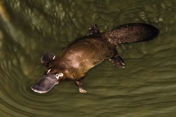 'Totally unexpected.' Scientists just discovered yet another extraordinary thing about the platypus | Discover Wildlife