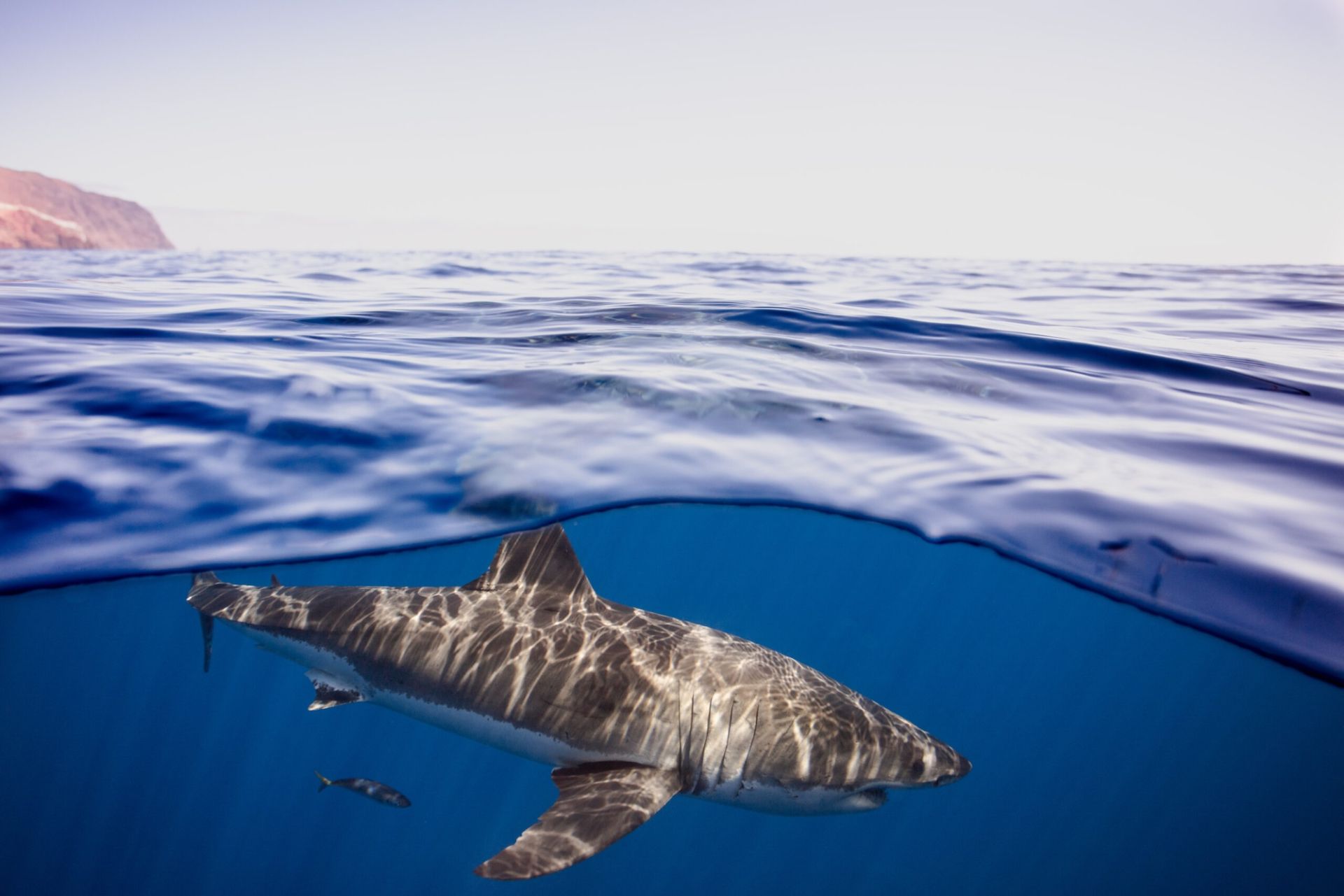Rare great white spotting shows 'ghost' species still alive | Oceanographic