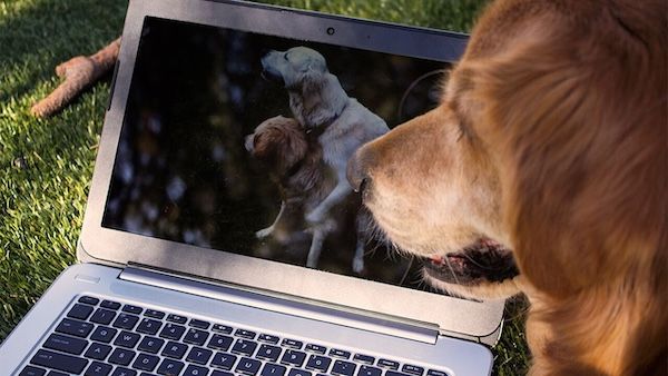 Practice safe browsing: 6 ways to protect yourself while watching porn online | PCMag