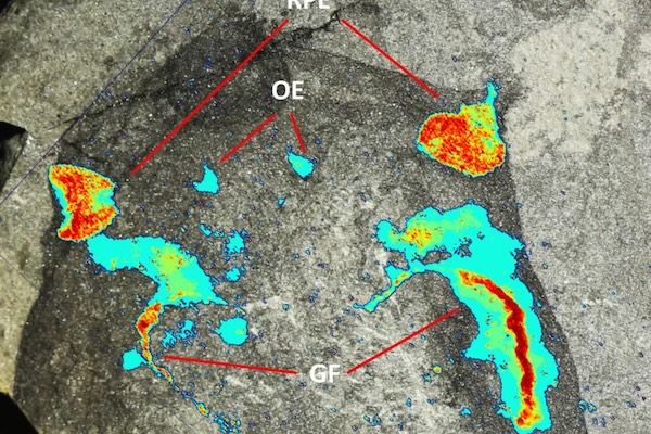 443-million-year-old eel-like animal discovered near Glasgow stuns scientists | Discover Wildlife