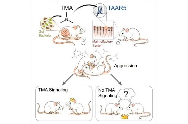 Gut bacteria may influence social behavior through smell | Phys.org