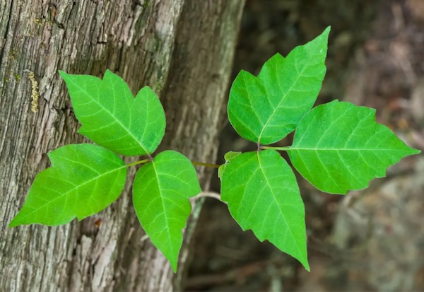Climate change is making poison ivy stronger and itchier | Grist