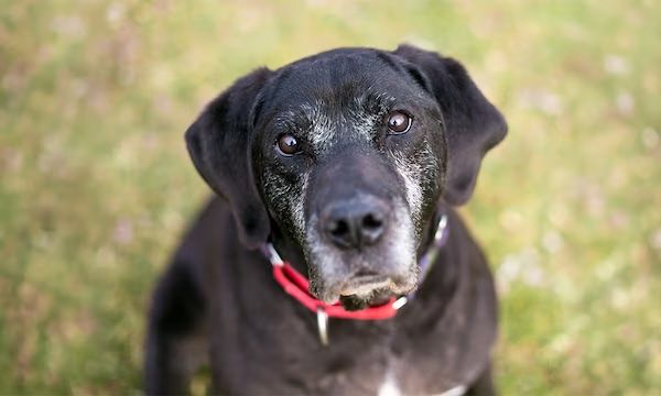 Dogs can have dementia, too | Nautilus