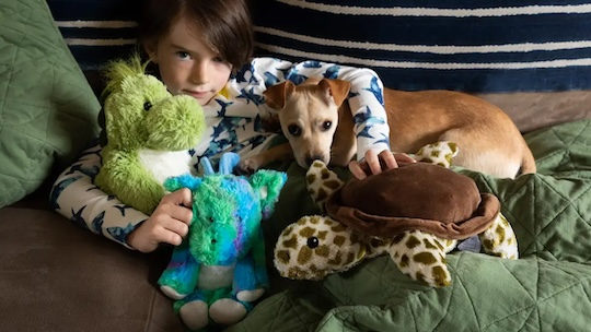 Your kids’ beloved stuffies might be mite hotels