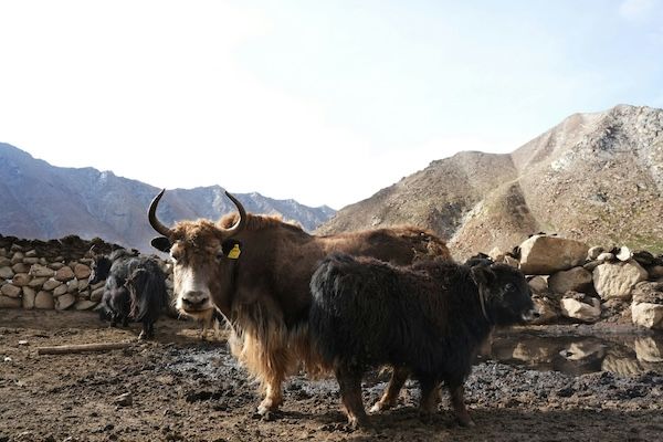 The last yak herder of Ladakh | Noema Magazine