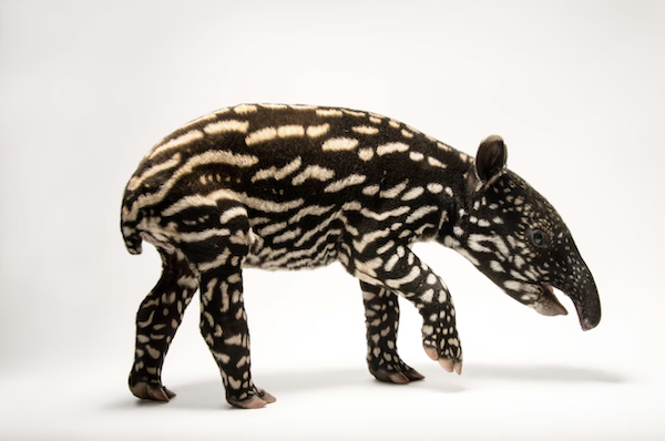 These baby animals captured Joel Sartore's heart | National Geographic