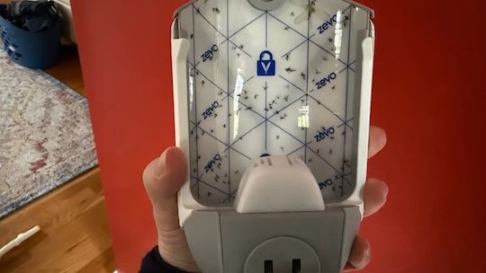 This bug trap doesn't make your home feel cursed
