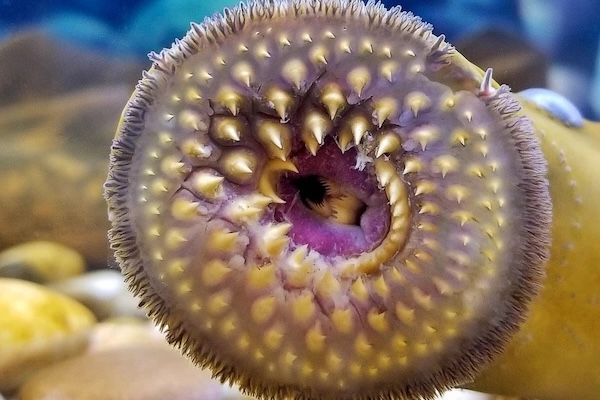 Lamprey-inspired suction cup lifts 850 times its own weight | New Atlas