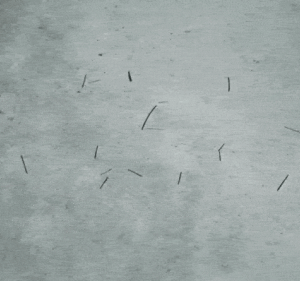 Robot vacuum v. pine needles: the ultimate showdown 