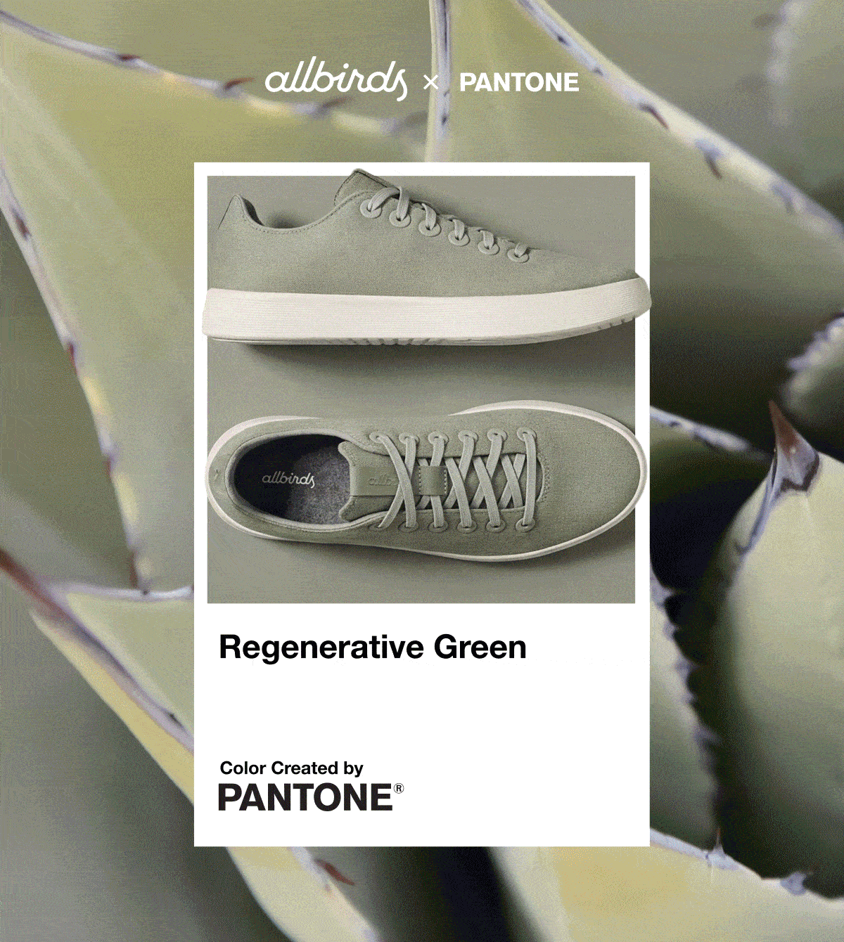 Pantone