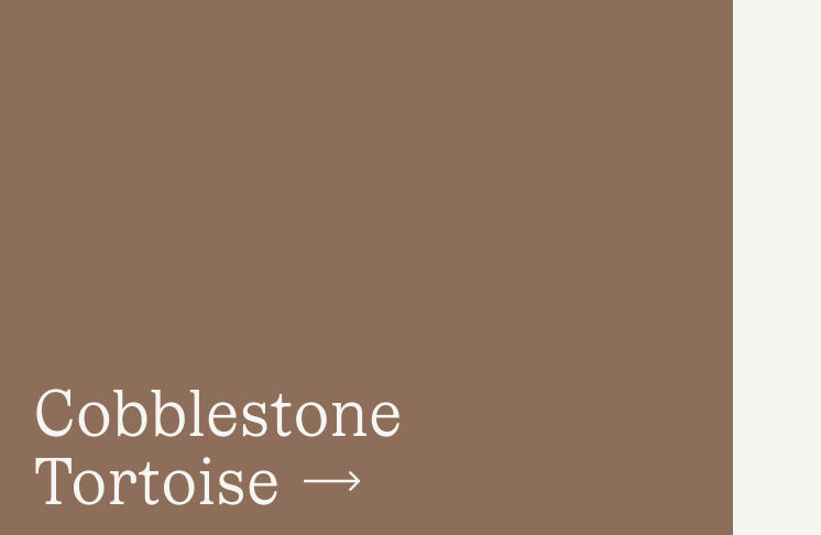 Cobblestone Tortoise Cobblestone Tortoise