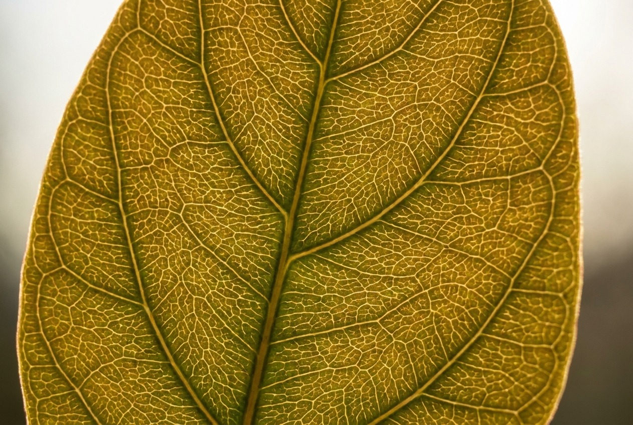 Backlit leaf vein detail