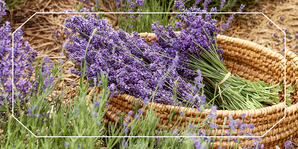 Freshly cut lavender bundles in a basket in a Provence field — opens French Riviera & Provence: Nice, Avignon & Aix-en-Provence itinerary