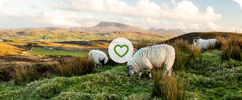 Rolling green hills and sheep, Ireland, with wish list heart — explore A Week in Ireland tour