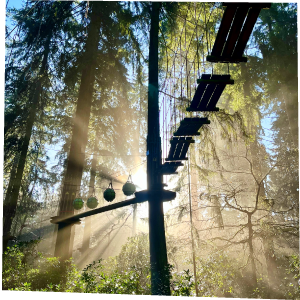 Sunlight bursts through the trees and a Go Ape course