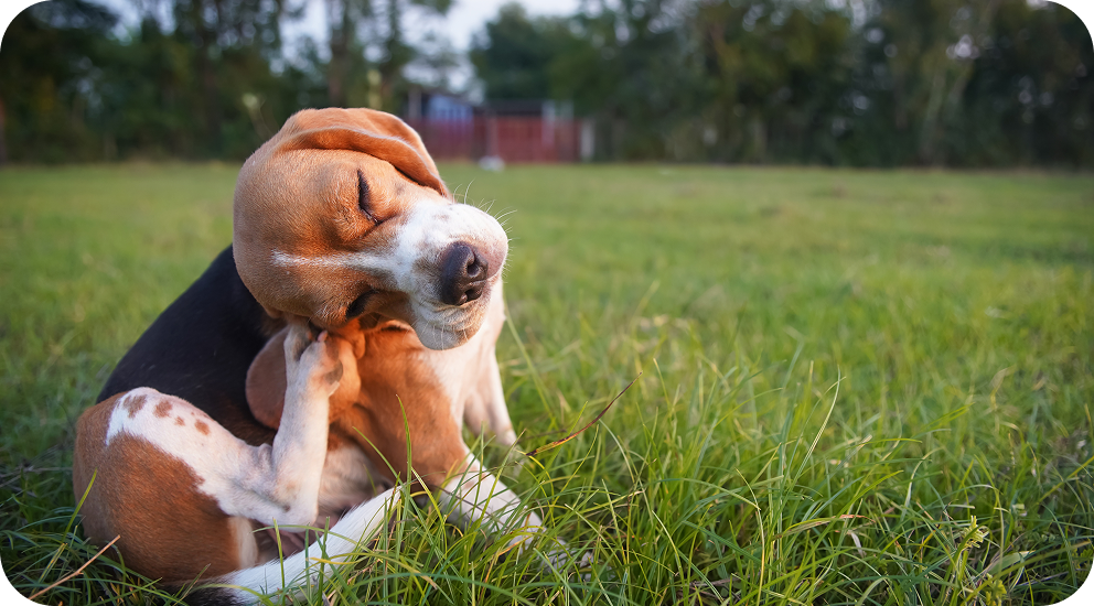 A puppy itching their ears
