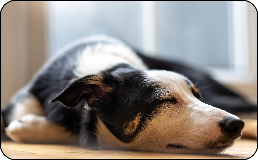 a sleeping dog