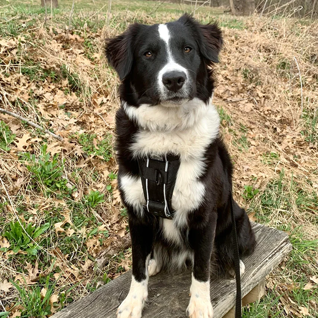 A dog that looks like a Border Collie, but has no Border Collie in its Embark DNA test breed results