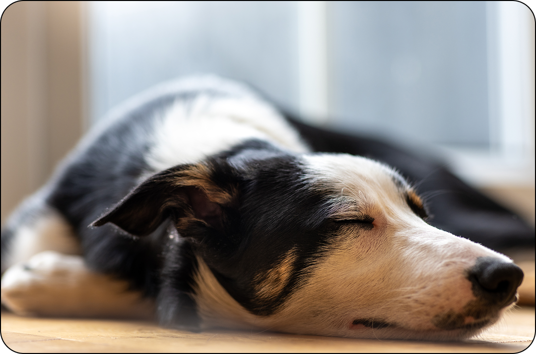 a sleeping dog