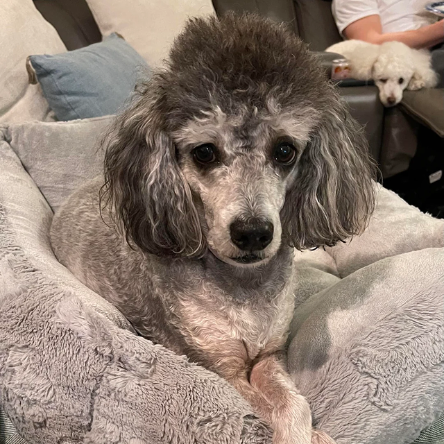 A god that looks like a poodle but was discovere to be a purebred Xoloitzcuintle thanks to Embark