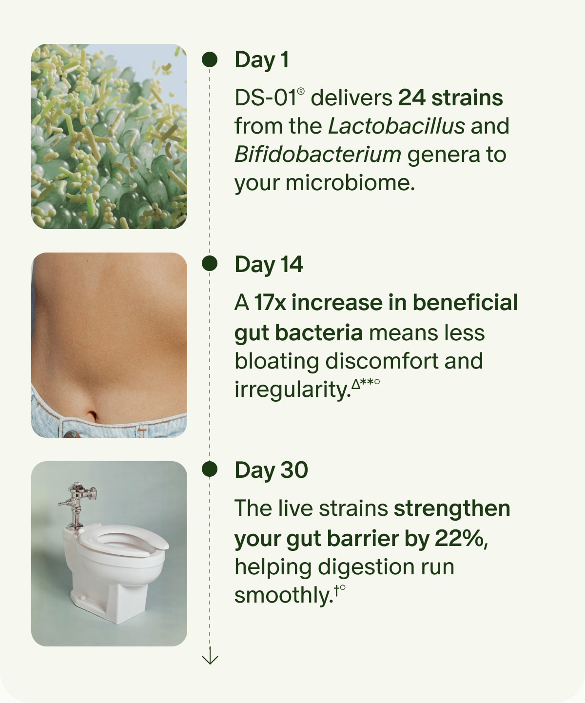Day 1 | DS-01® delivers 24 strains from the Lactobacillus and Bifidobacterium genera to your microbiome. | Day 14 | A 17x increase in beneficial gut bacteria means less bloating discomfort and irregularity.Δ**° | Day 30 | The live strains strengthen your gut barrier by 22%, helping digestion run smoothly.†°