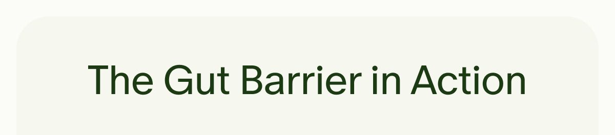 The Gut Barrier in Action