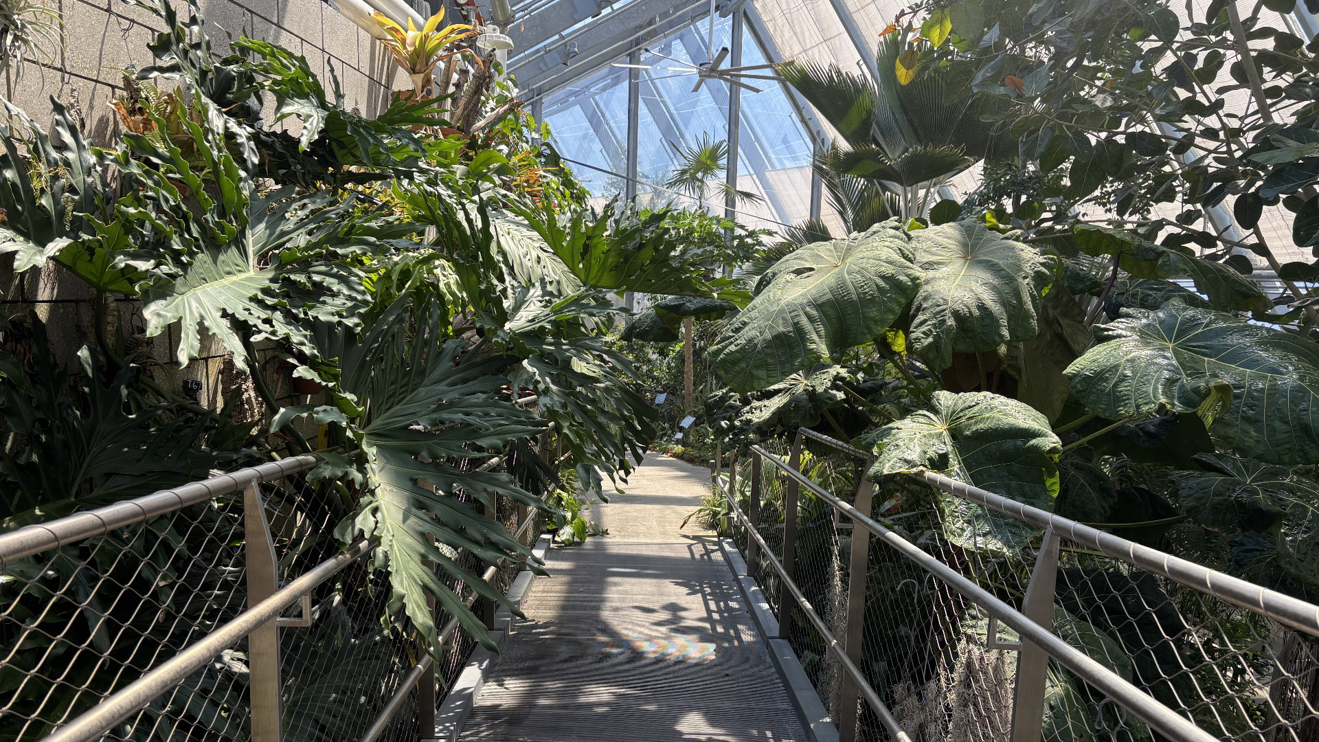 Photo of the inside of Wellesley College’s Global Flora greenhouses, taken by Gal Tziperman Lotan of GBH News