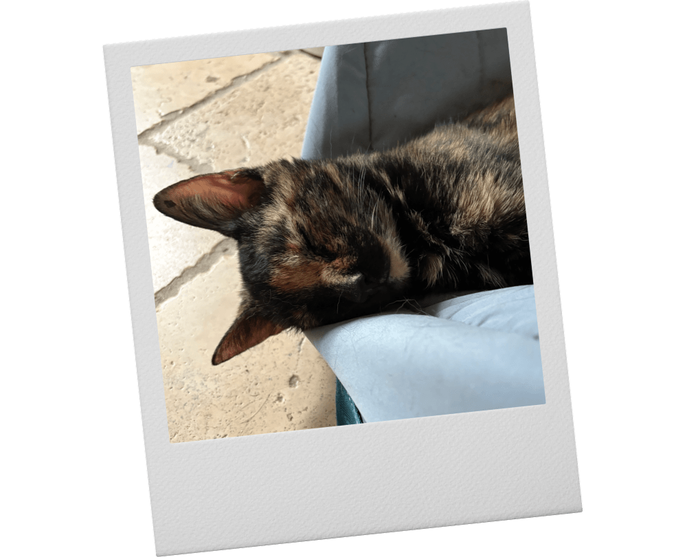 Polaroid-style photo of Annabelle fast asleep, her head resting on the edge of a light blue cushioned pet bed.