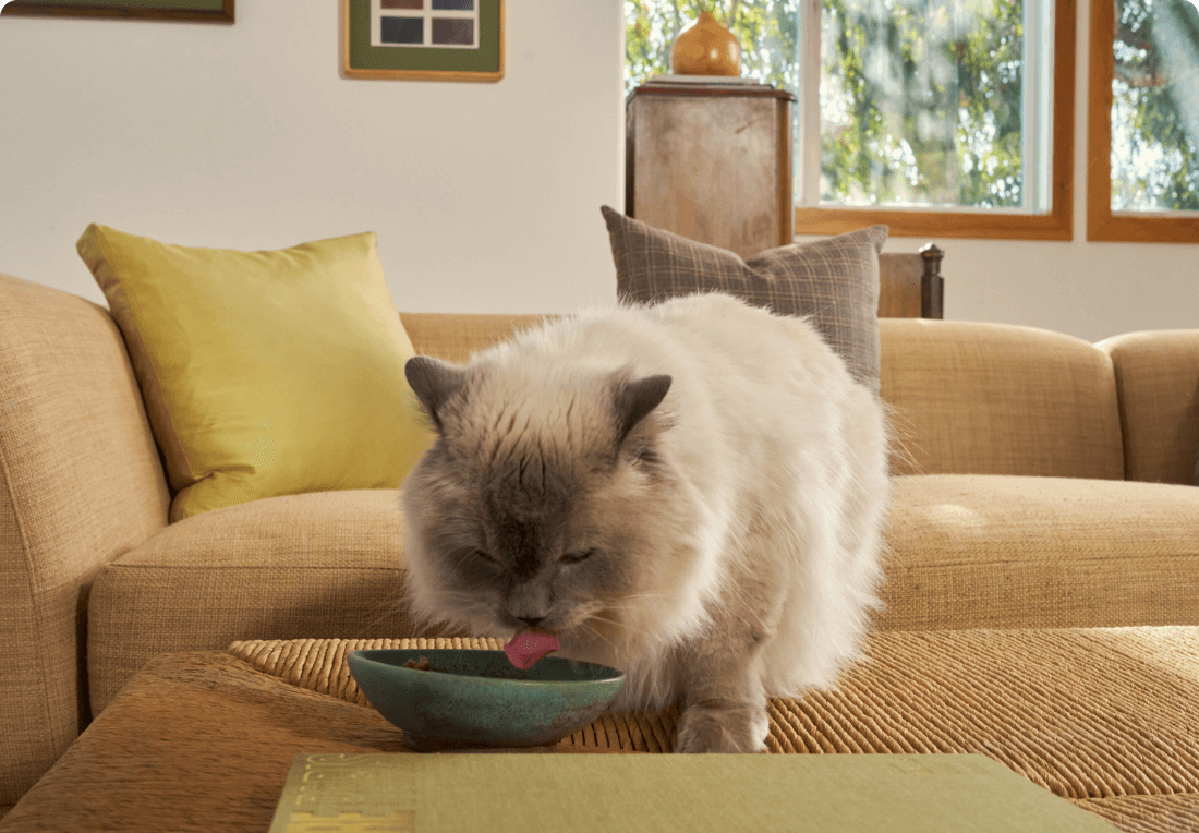 Photo of Miss Millie the Cat