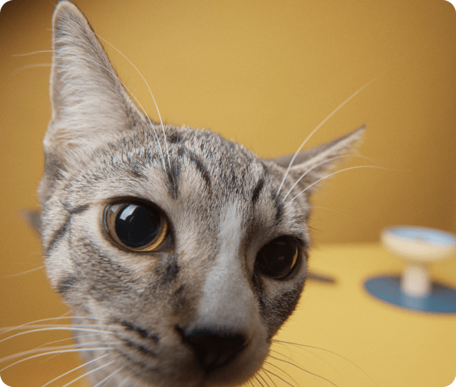 A curious tabby cat leans in for a close-up, wide amber eyes and whiskers on full display, with a yellow wall and a raised food bowl in the background.