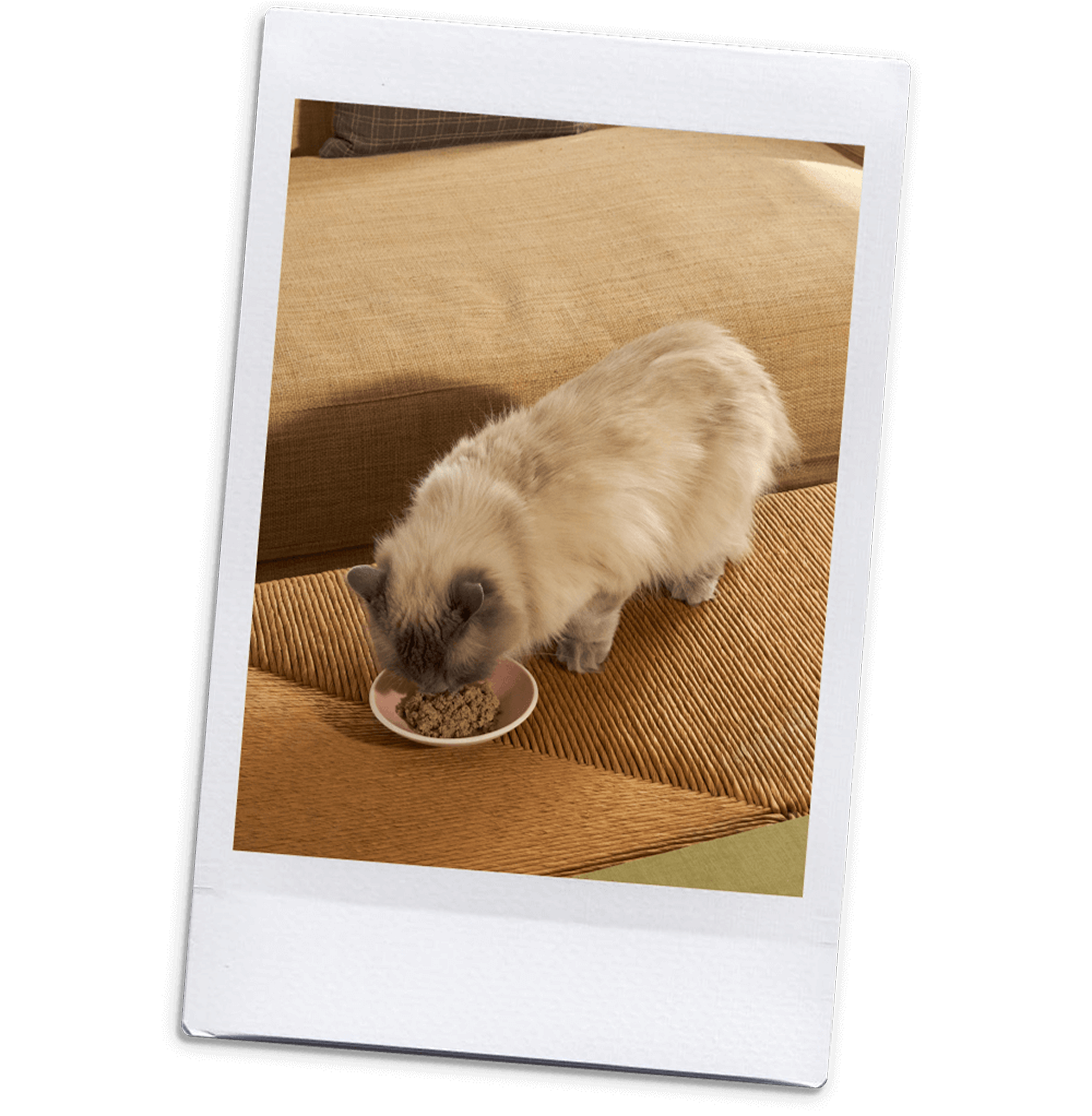 Polaroid of Miss Millie the Cat