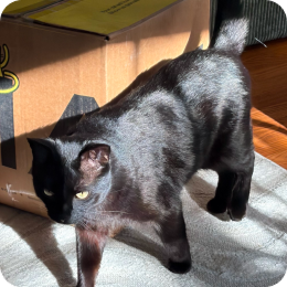 Black cat standing beside a cardboard box