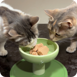 Two cats sharing a green bowl of wet food